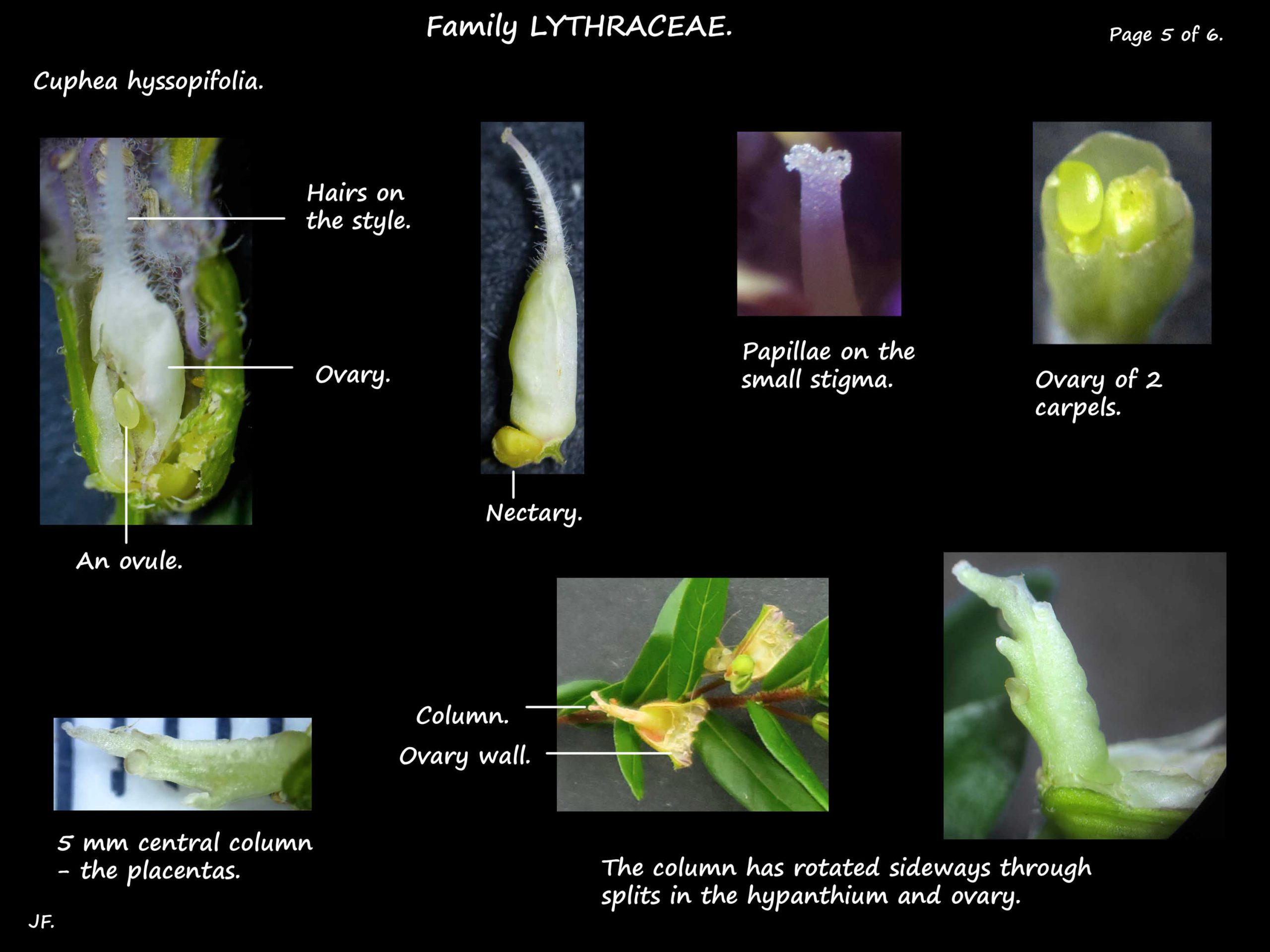 5 Ovary & column of Cuphea hyssopifolia